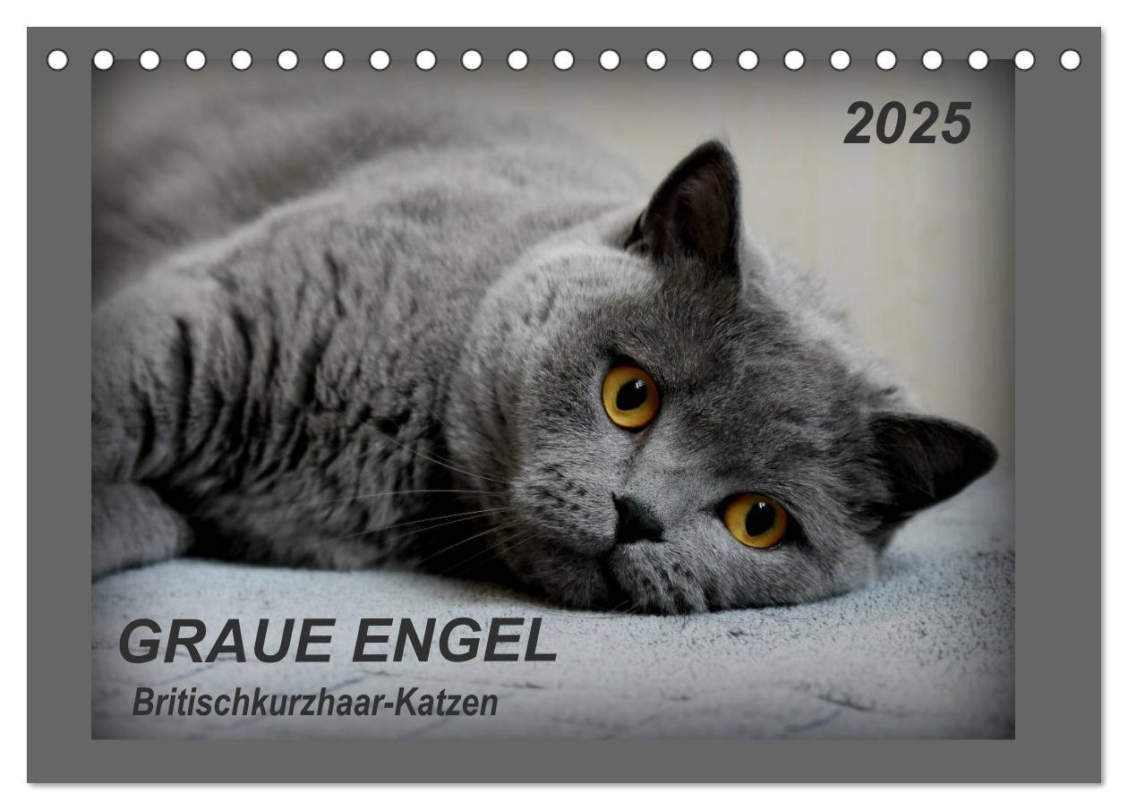 Cover: 9783435400331 | GRAUE ENGEL Britischkurzhaar-Katzen (Tischkalender 2025 DIN A5...