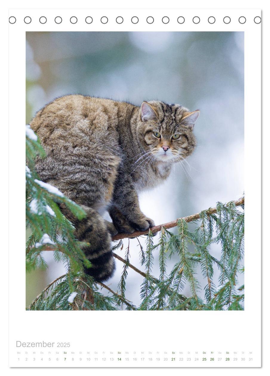 Bild: 9783435953240 | Wildkatzen - Kleine Samtpfoten des Waldes (Tischkalender 2025 DIN...