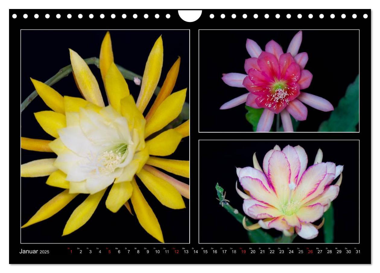 Bild: 9783435637171 | Epiphyllum-Hybriden (Wandkalender 2025 DIN A4 quer), CALVENDO...