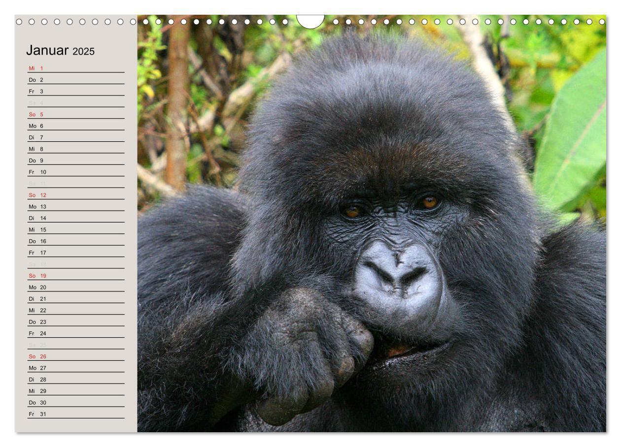 Bild: 9783435524440 | Berggorillas - die sanften Riesen (Wandkalender 2025 DIN A3 quer),...