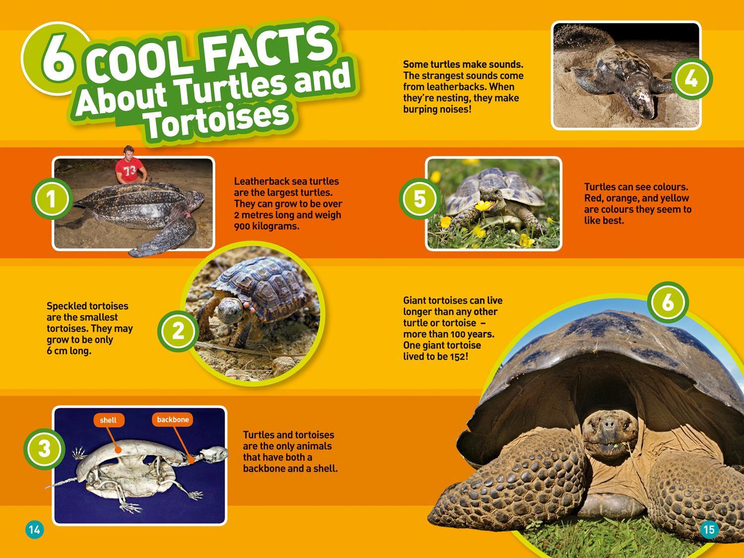 Bild: 9780008266660 | Turtles and Tortoises | Level 2 | Laura Marsh (u. a.) | Taschenbuch