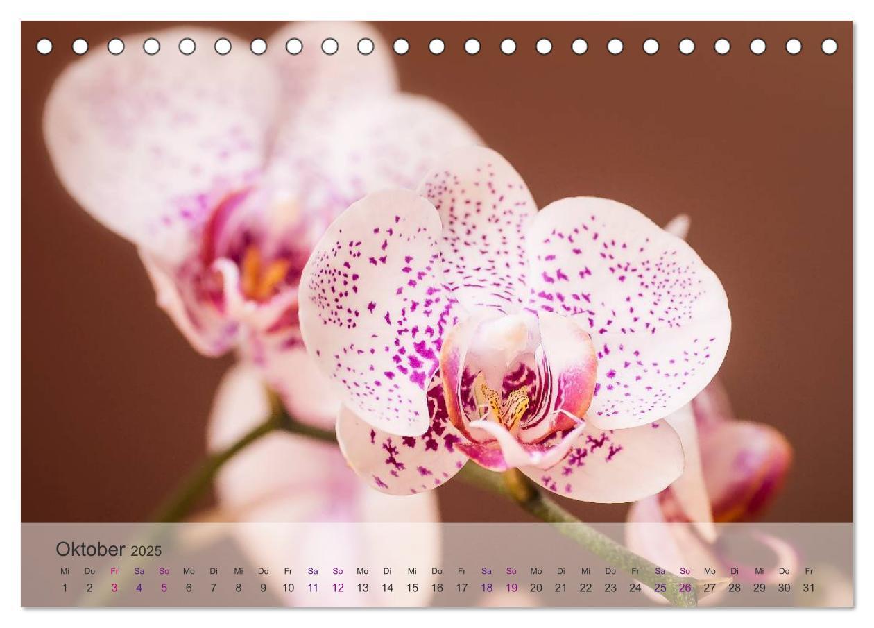 Bild: 9783435688425 | Phalaenopsis - die zauberhafte Welt der Orchideen (Tischkalender...