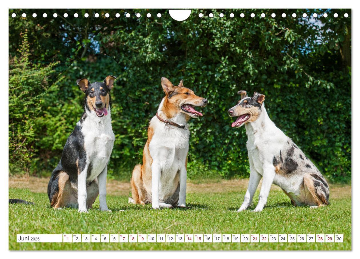 Bild: 9783457153178 | Ein Freund fürs Leben - Smooth Collie (Wandkalender 2025 DIN A4...