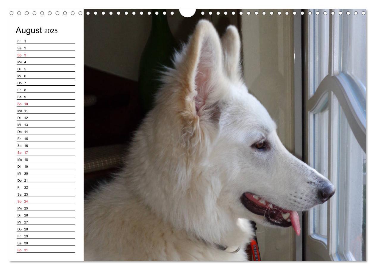 Bild: 9783435237180 | Berger Blanc Suisse - Weißer Schweizer Schäferhund (Wandkalender...