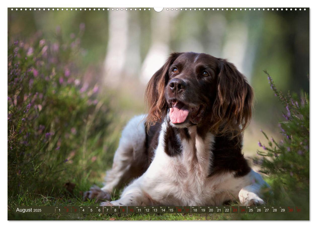 Bild: 9783435264285 | Passion Jagdhund - Kleiner Münsterländer (Wandkalender 2025 DIN A2...