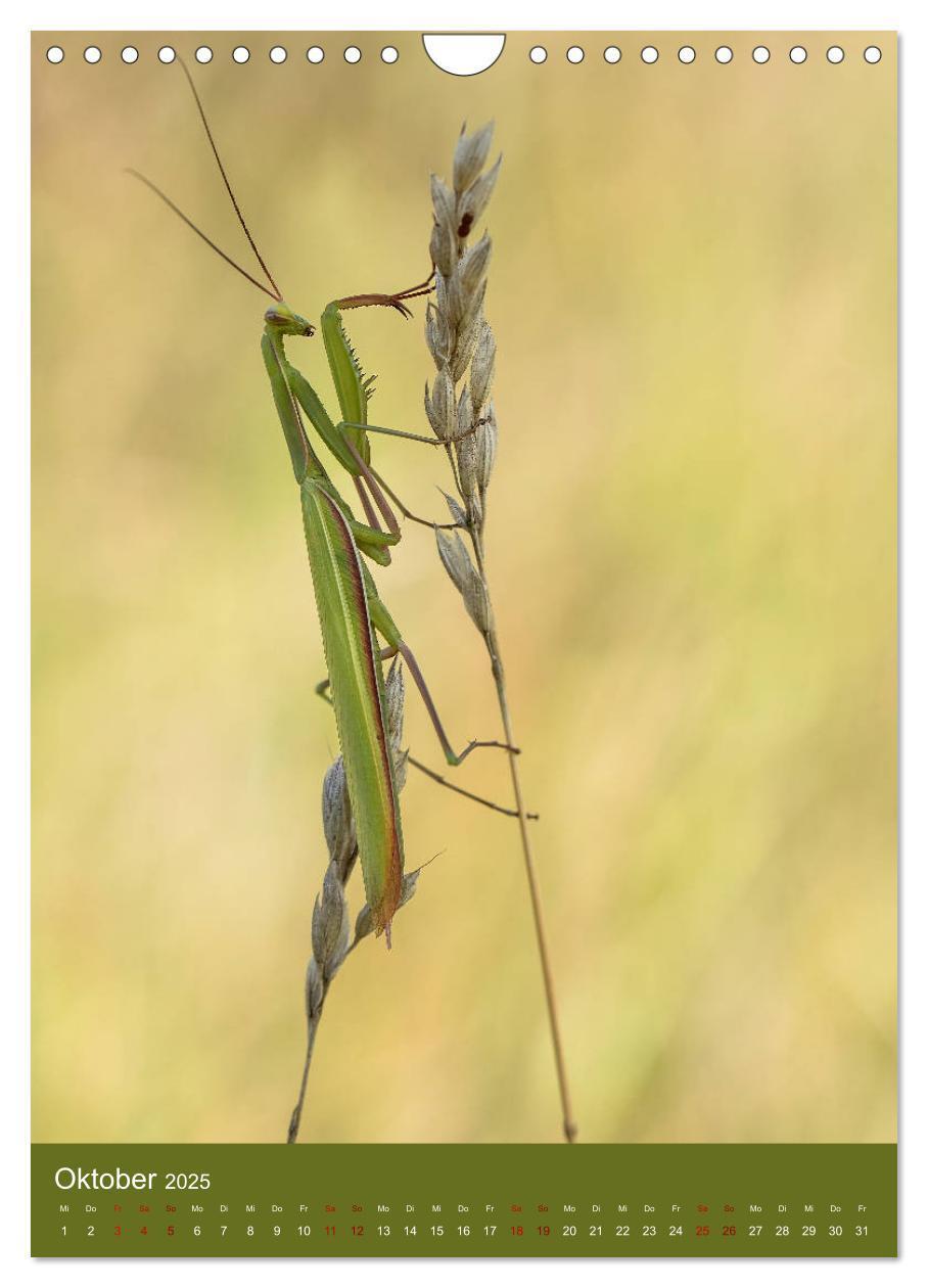 Bild: 9783435984558 | Die Gottesanbeterin. Räuber der Insektenwelt. (Wandkalender 2025...