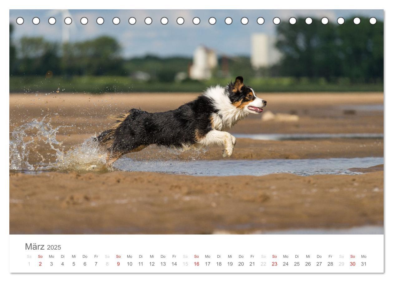 Bild: 9783435671762 | Australian Shepherd 2025 (Tischkalender 2025 DIN A5 quer), CALVENDO...