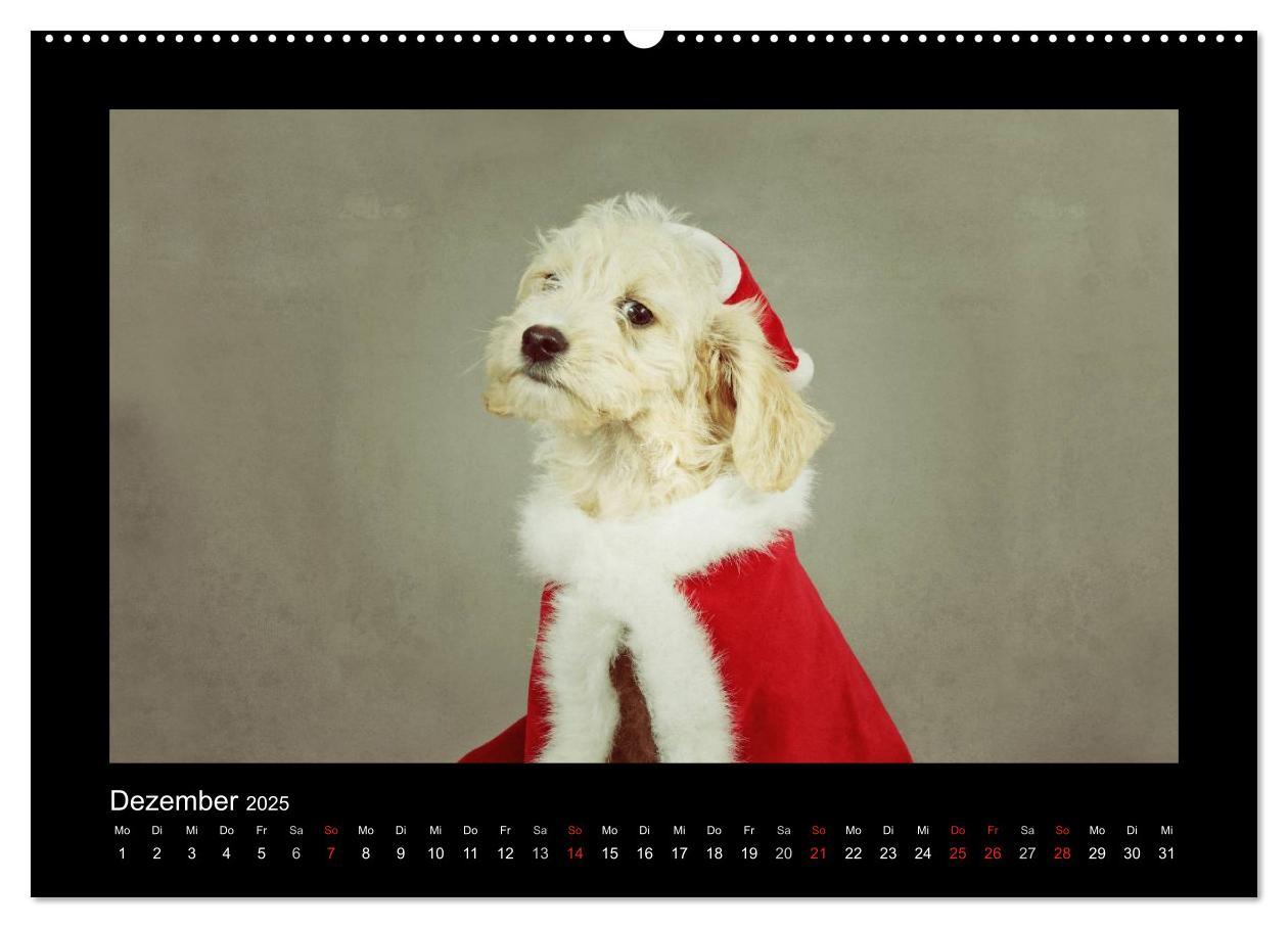 Bild: 9783435640744 | Allerlei Hundekinder (Wandkalender 2025 DIN A2 quer), CALVENDO...