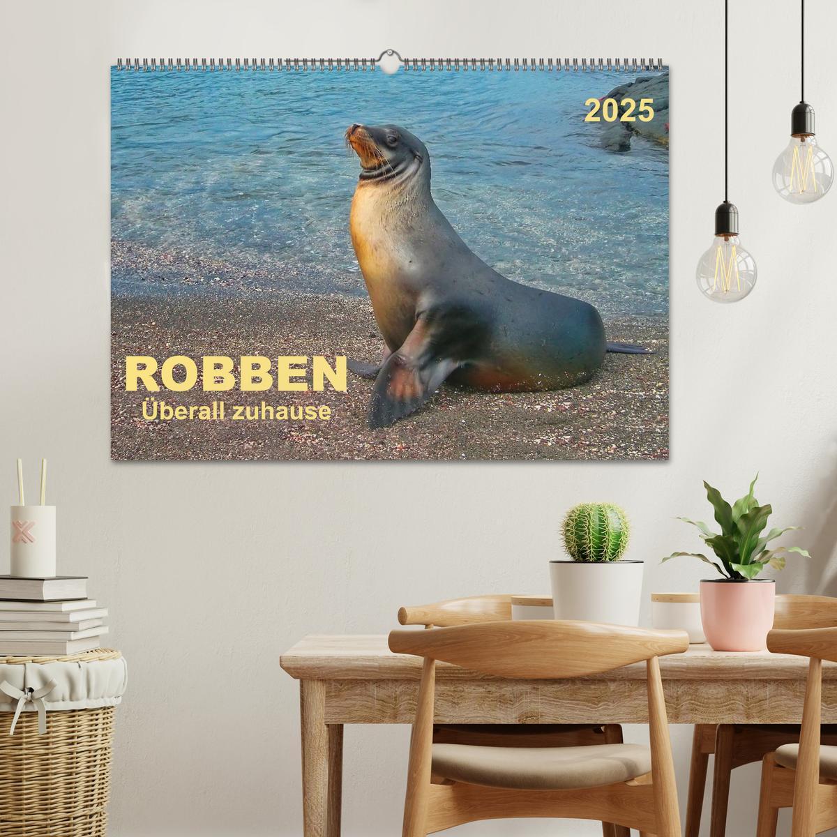 Bild: 9783435589494 | Robben - überall zuhause (Wandkalender 2025 DIN A2 quer), CALVENDO...