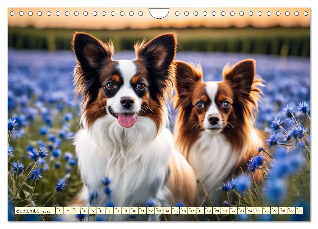 Bild: 9783457124581 | Papillon - bringt jedes Herz zum Schmelzen (Wandkalender 2025 DIN...