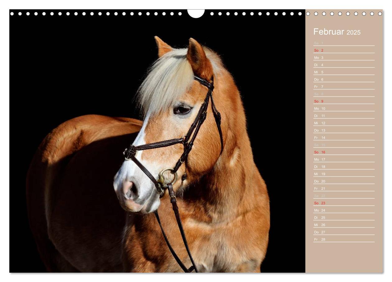 Bild: 9783435742905 | Haflinger / Geburtstagskalender (Wandkalender 2025 DIN A3 quer),...