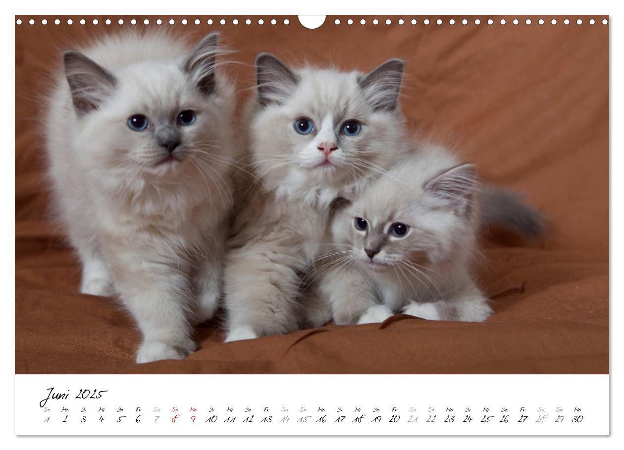 Bild: 9783435756094 | Ragdoll Kitten (Wandkalender 2025 DIN A3 quer), CALVENDO...