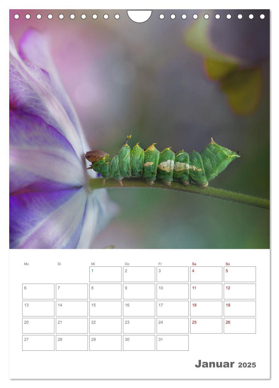 Bild: 9783435917648 | Helden in der Natur (Wandkalender 2025 DIN A4 hoch), CALVENDO...