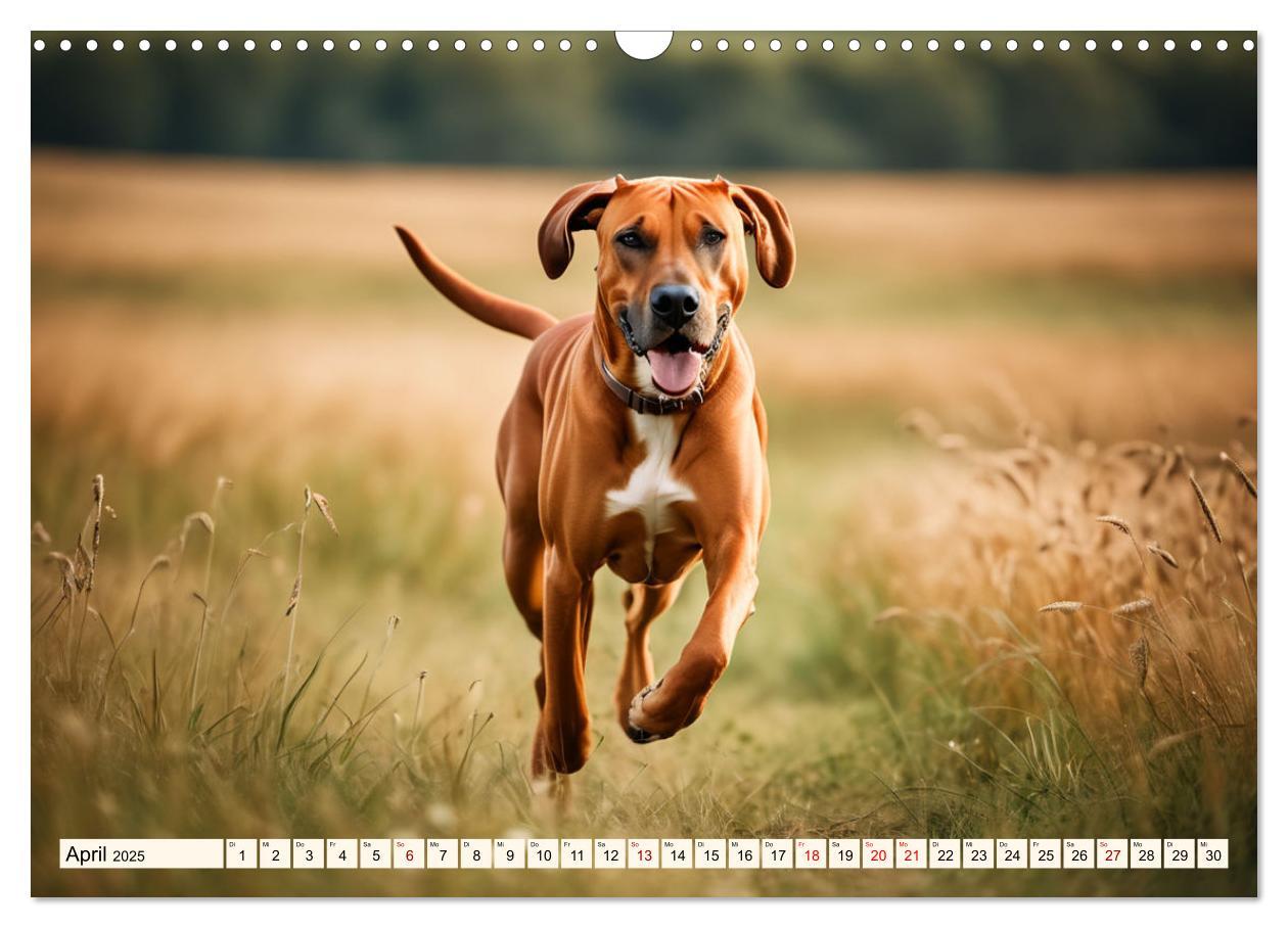 Bild: 9783457146064 | Rhodesian Ridgeback - Athlet mit Rückenkamm (Wandkalender 2025 DIN...