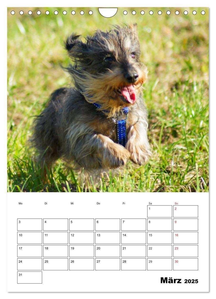 Bild: 9783457008522 | Liebenswerte Zwergrauhaardackel (Wandkalender 2025 DIN A4 hoch),...