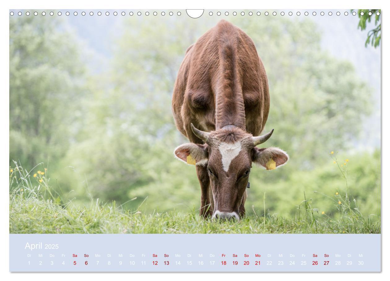 Bild: 9783383832239 | Allgäuer Rindvieh 2025 (Wandkalender 2025 DIN A3 quer), CALVENDO...