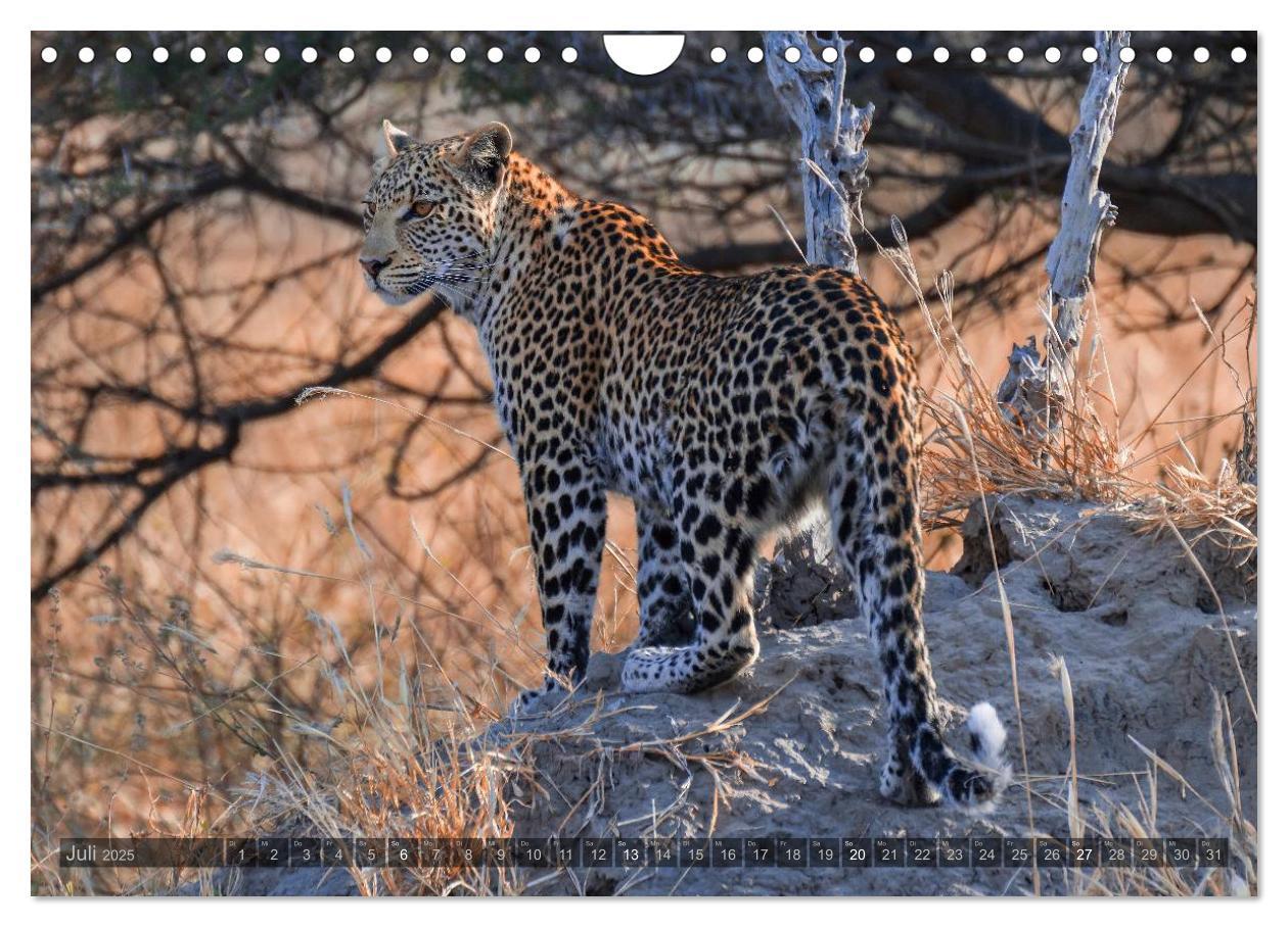 Bild: 9783435725748 | Botswana ¿ Landschaft und Tierwelt (Wandkalender 2025 DIN A4 quer),...