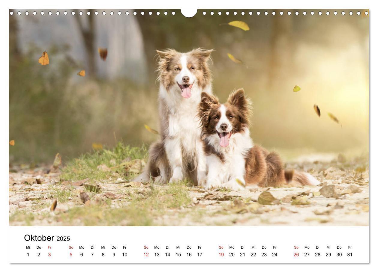 Bild: 9783435191383 | Border Collie - Bunt und clever! (Wandkalender 2025 DIN A3 quer),...