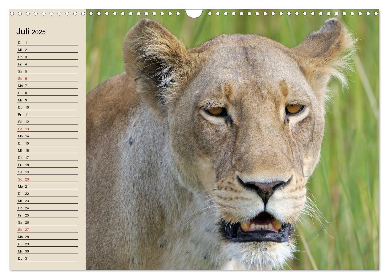 Bild: 9783435737734 | Löwen. Majestätische Kraft (Wandkalender 2025 DIN A3 quer),...