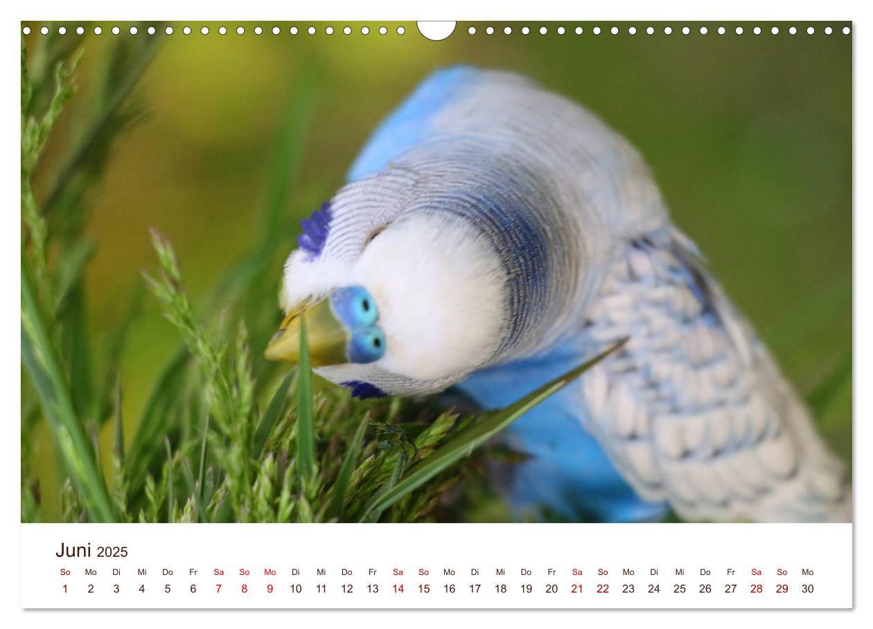 Bild: 9783435376995 | Wellensittiche - der NEUE Kalender (Wandkalender 2025 DIN A3 quer),...