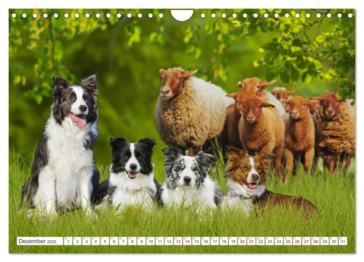 Bild: 9783457157749 | Border Collie - Das Universalgenie unter den Hunden (Wandkalender...