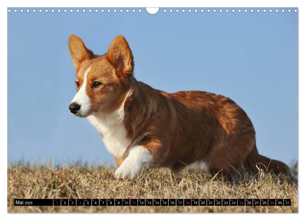 Bild: 9783435670734 | Welsh Corgi - Kobold auf 4 Pfoten (Wandkalender 2025 DIN A3 quer),...