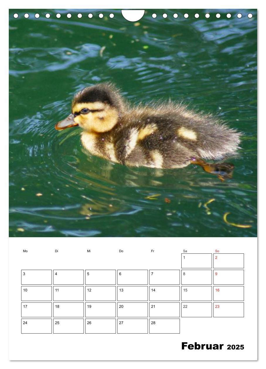 Bild: 9783457011416 | Liebenswerte Enten (Wandkalender 2025 DIN A4 hoch), CALVENDO...