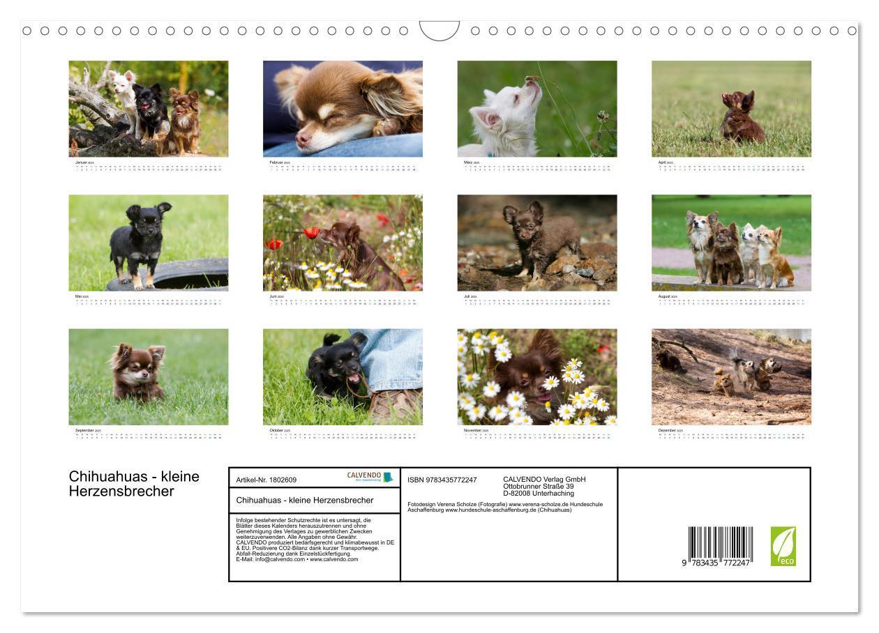 Bild: 9783435772247 | Chihuahuas - kleine Herzensbrecher (Wandkalender 2025 DIN A3 quer),...