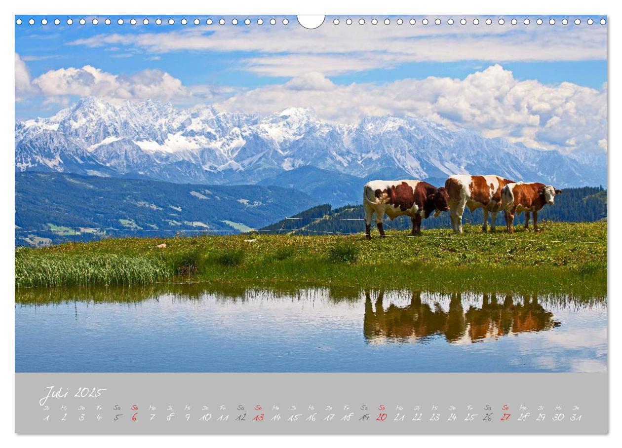 Bild: 9783435536078 | Friedliche Kühe (Wandkalender 2025 DIN A3 quer), CALVENDO...