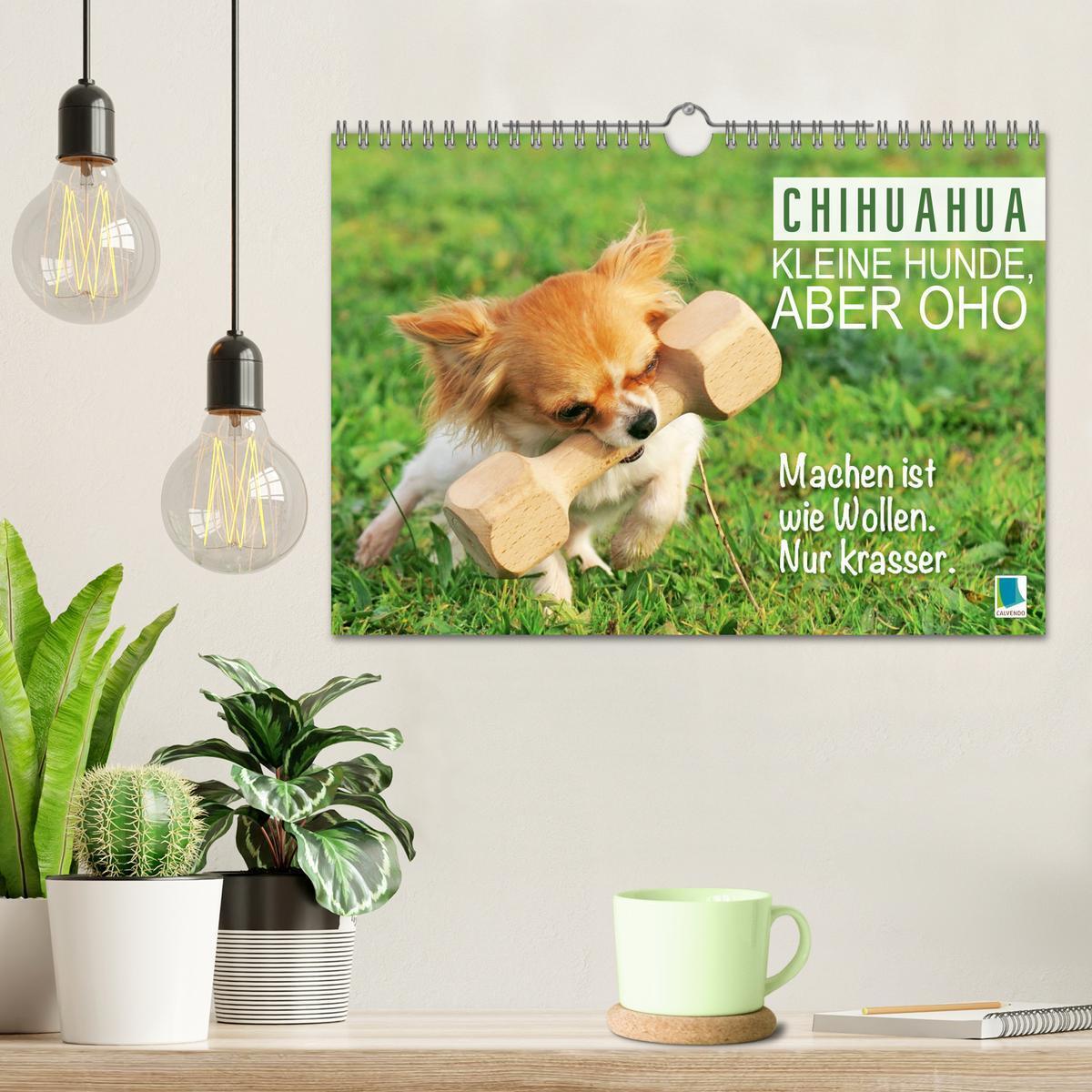 Bild: 9783457199787 | Chihuahua: Kleine Hunde, aber oho (Wandkalender 2025 DIN A4 quer),...