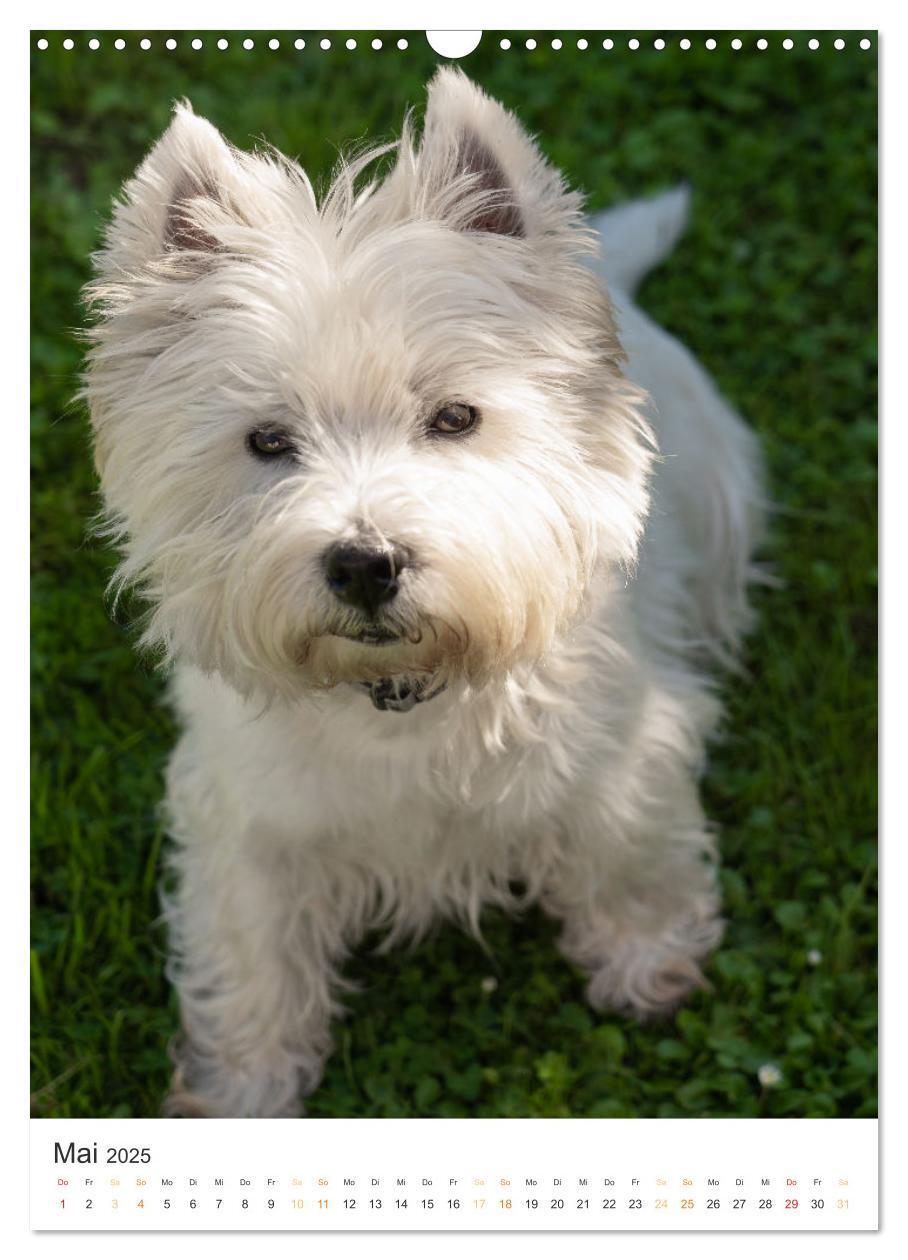 Bild: 9783383796739 | Der Westie - Portrait eines West Highland White Terriers...