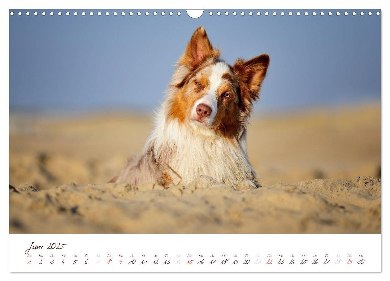 Bild: 9783435809196 | Wunderbare Australian Shepherds (Wandkalender 2025 DIN A3 quer),...