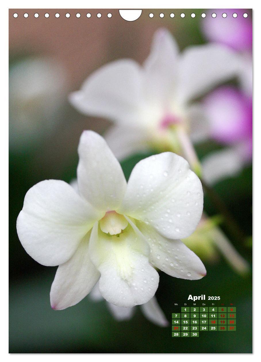 Bild: 9783435903740 | Traumhafte Orchideen (Wandkalender 2025 DIN A4 hoch), CALVENDO...