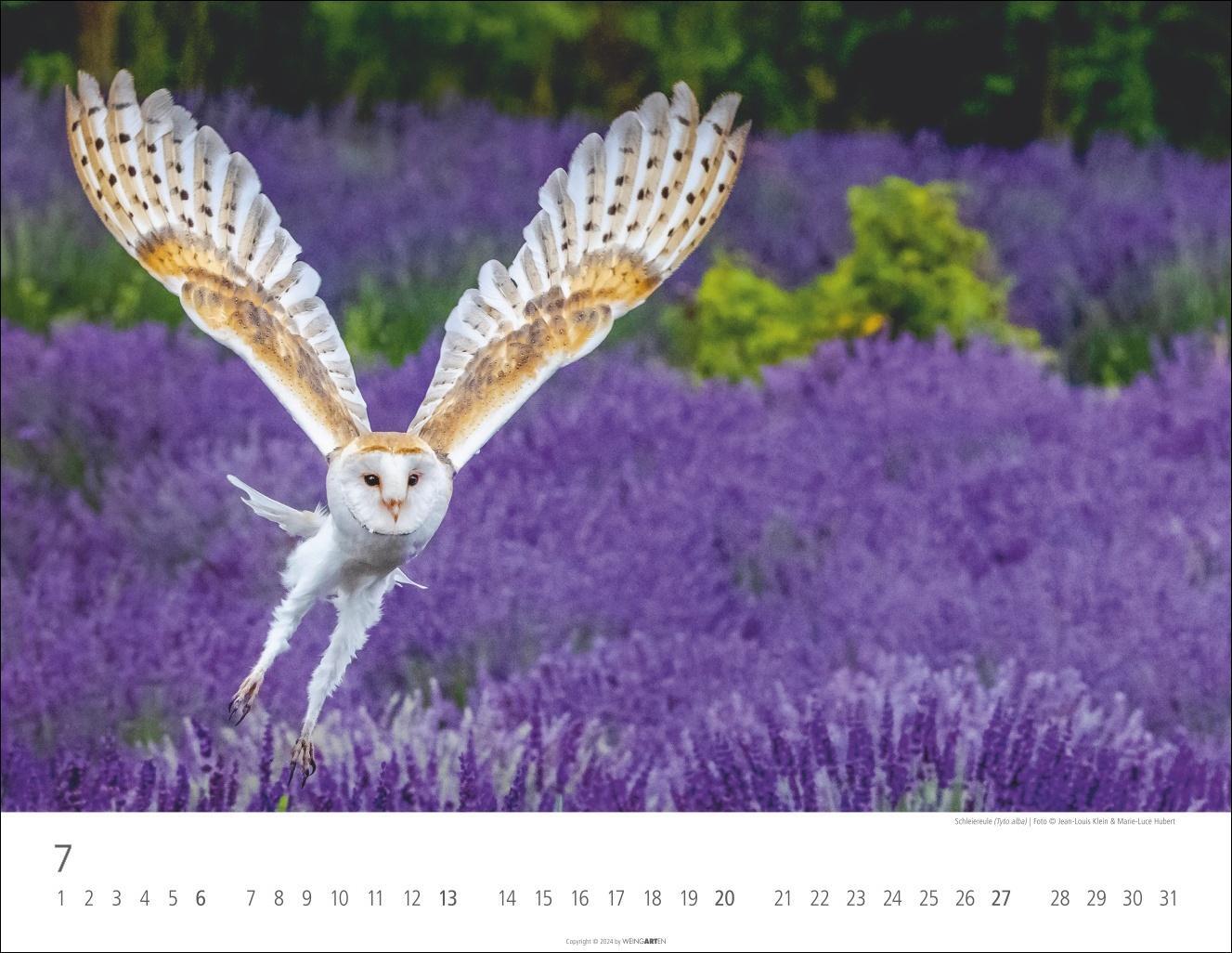 Bild: 9783839900390 | Eulen Kalender 2025 | Kalender | Spiralbindung | 14 S. | Deutsch