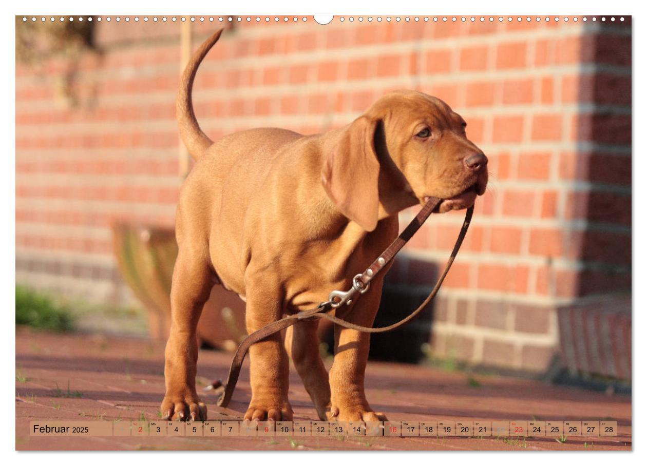 Bild: 9783435794157 | Magyar Vizsla - Vielseitiger Jagdhund mit Familienanschluss...