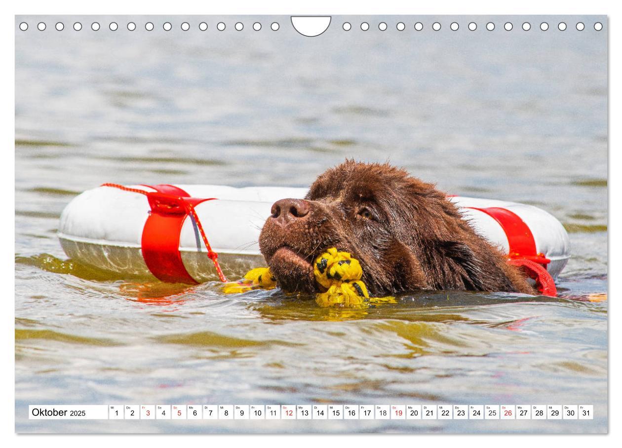 Bild: 9783435306596 | Neufundländer - Das Wasser ist ihr Element (Wandkalender 2025 DIN...