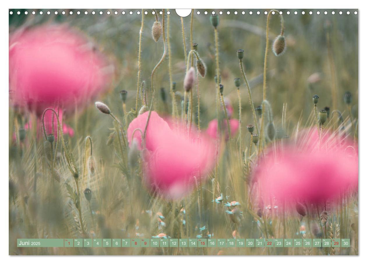 Bild: 9783435287857 | Mohnblumen - Fotografie mit Magie (Wandkalender 2025 DIN A3 quer),...