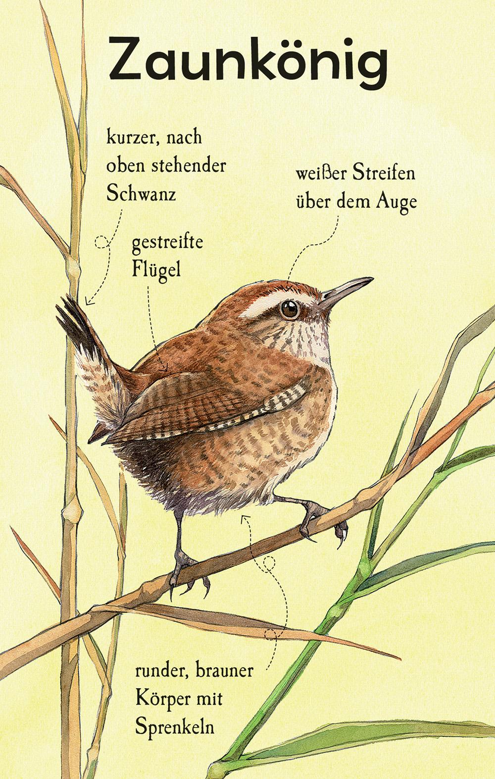 Bild: 9781035703302 | Natur-Entdecker-Karten: Unsere heimischen Vögel | Emily Bone | Buch