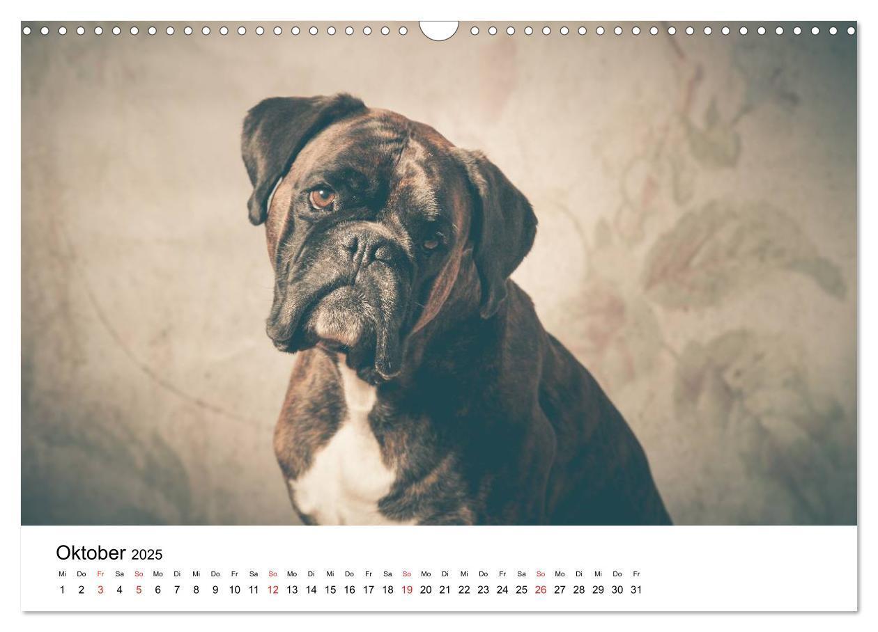 Bild: 9783435614196 | Deutscher Boxer (Wandkalender 2025 DIN A3 quer), CALVENDO...