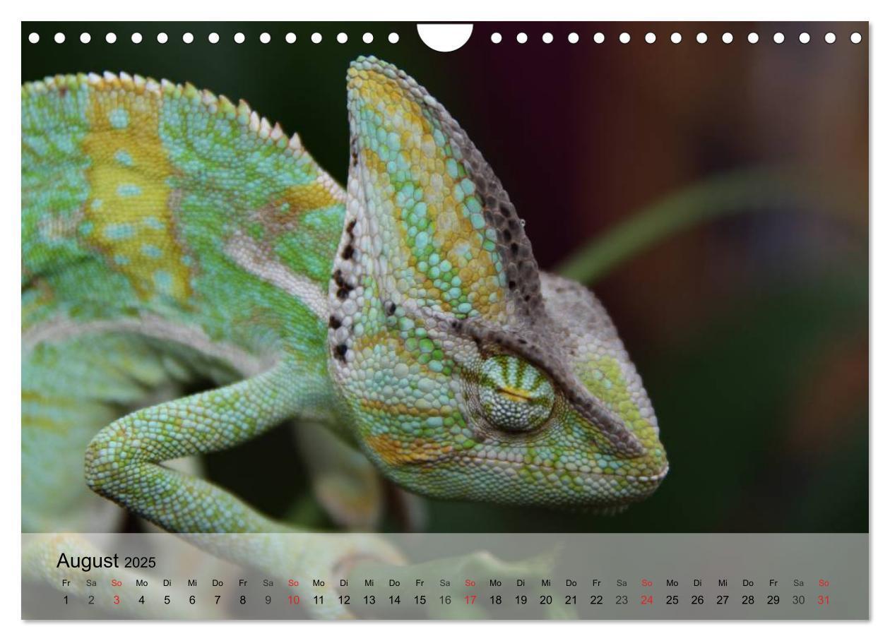 Bild: 9783435625727 | Reptilien Schlangen, Echsen und Co. (Wandkalender 2025 DIN A4...