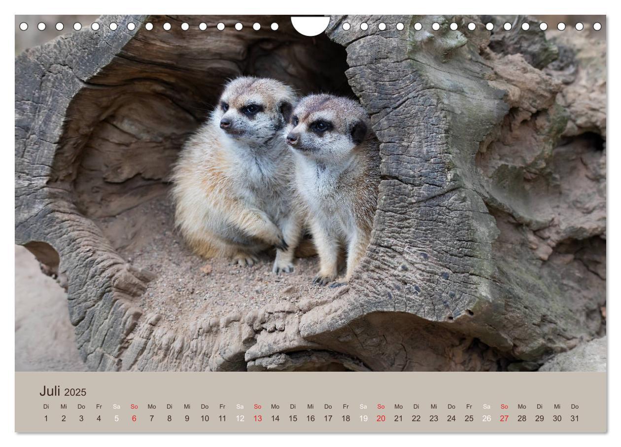 Bild: 9783435211548 | Quirlige Erdmännchen (Wandkalender 2025 DIN A4 quer), CALVENDO...