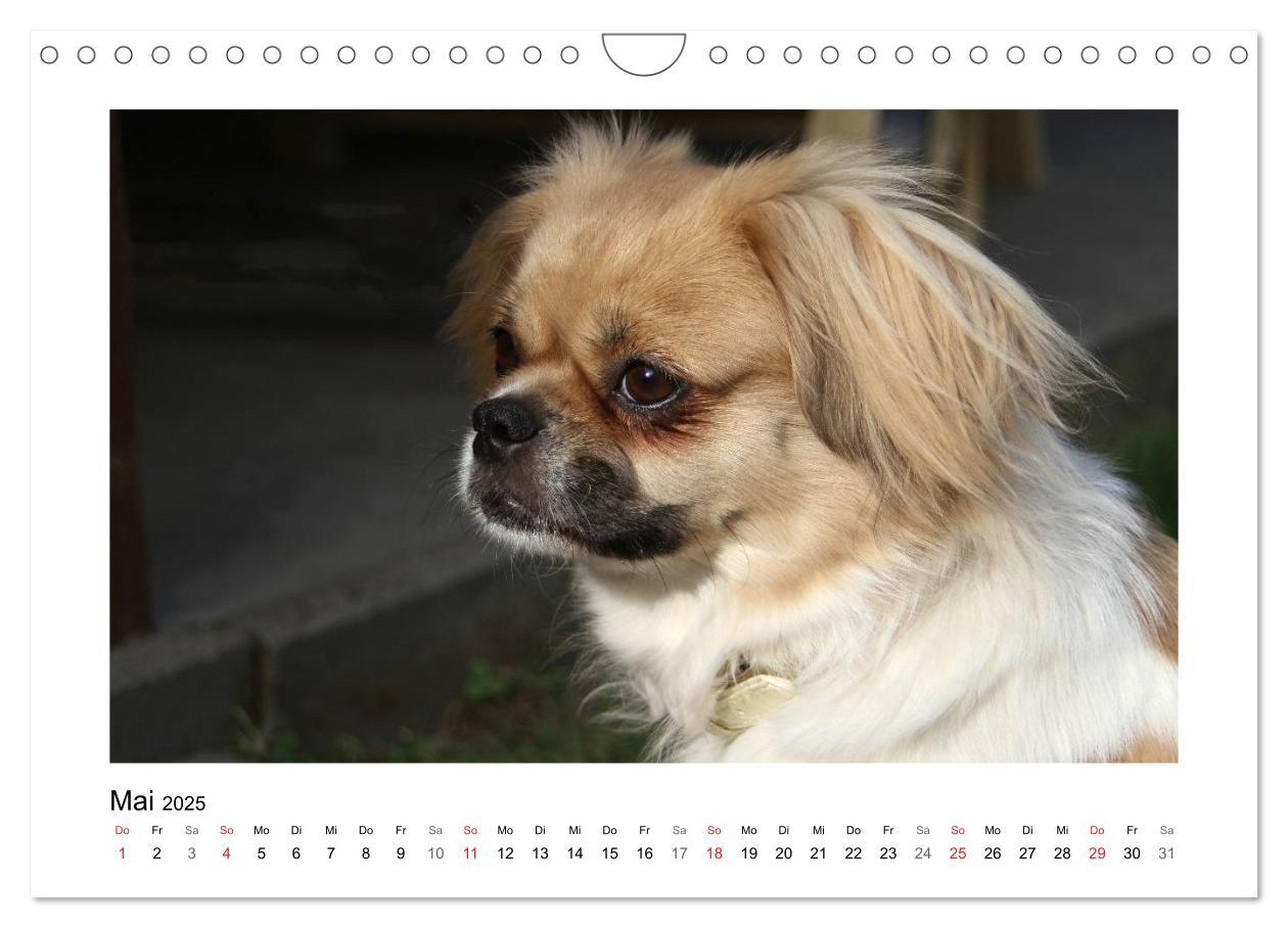 Bild: 9783435681570 | Tibet-Spaniel (Wandkalender 2025 DIN A4 quer), CALVENDO Monatskalender