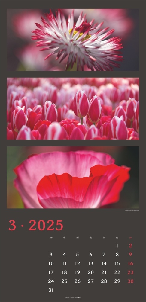 Bild: 9783839900635 | Die Farben der Natur Kalender 2025 | Horst Herzig (u. a.) | Kalender