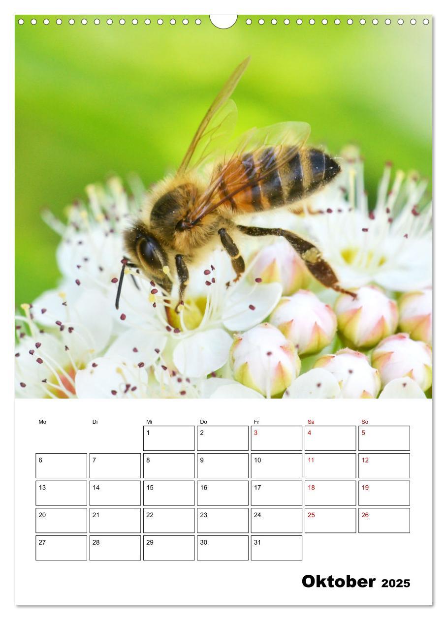 Bild: 9783435879168 | Hummeln und Bienen Terminplaner (Wandkalender 2025 DIN A3 hoch),...