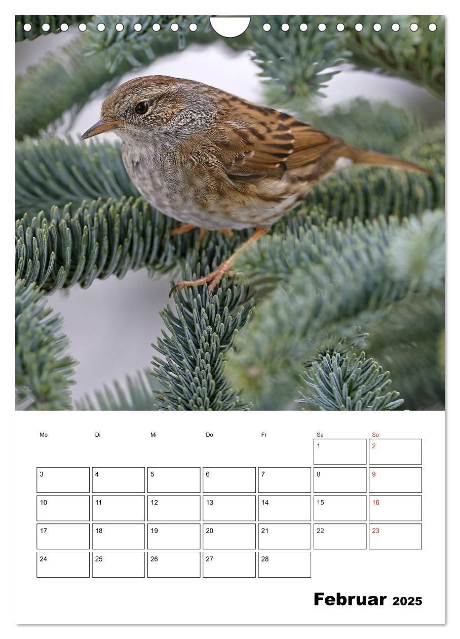 Bild: 9783457024195 | Bezaubernde Vögel im heimischen Garten (Wandkalender 2025 DIN A4...