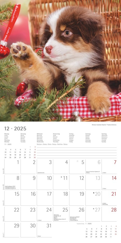 Bild: 4251732340667 | Alpha Edition - Welpen 2025 Broschürenkalender, 30x30cm,...