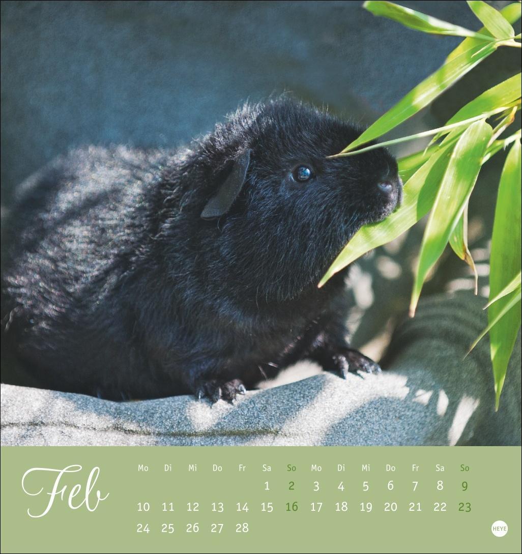 Bild: 9783756407101 | Kuschelige Meerschweinchen Postkartenkalender 2025 | Kalender | 13 S.