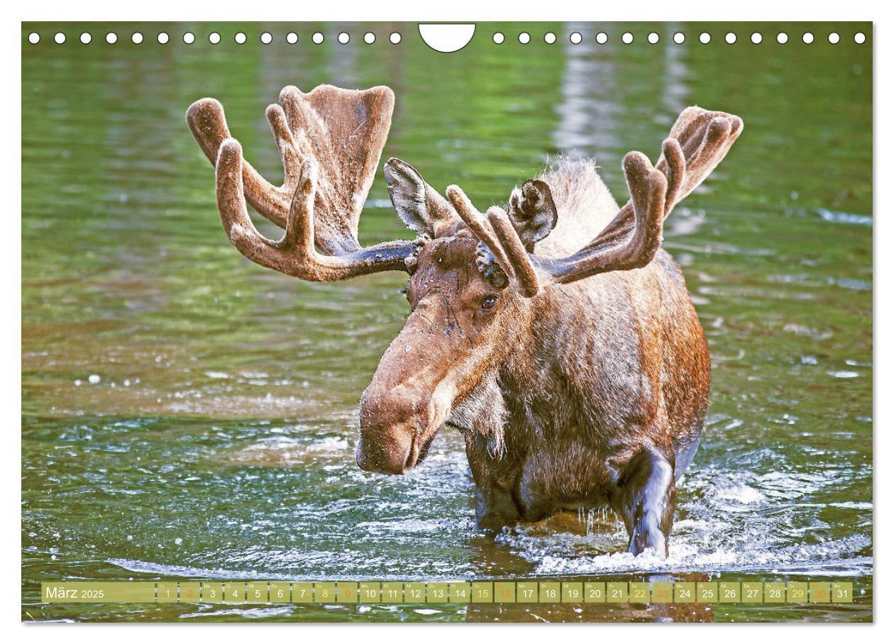 Bild: 9783457161159 | Elche: Nordische Riesen (Wandkalender 2025 DIN A4 quer), CALVENDO...