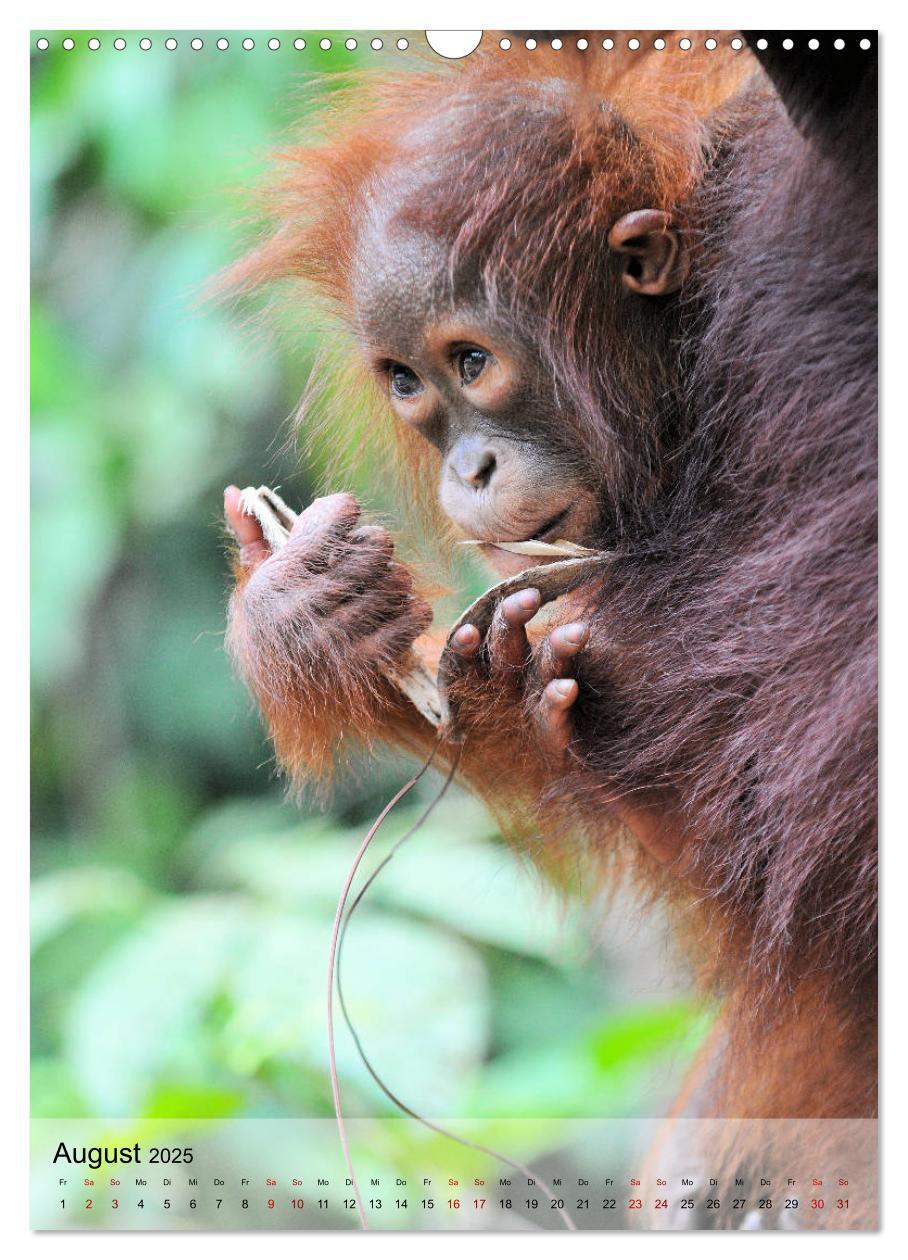 Bild: 9783435965205 | Orang Utans aus Borneo (Wandkalender 2025 DIN A3 hoch), CALVENDO...