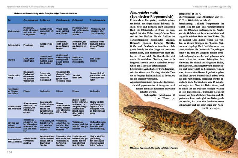 Bild: 9783866592667 | Molche und Salamander | halten und züchten | Frank Pasmans (u. a.)